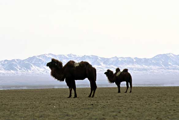 Cammelli nel deserto del Gobi